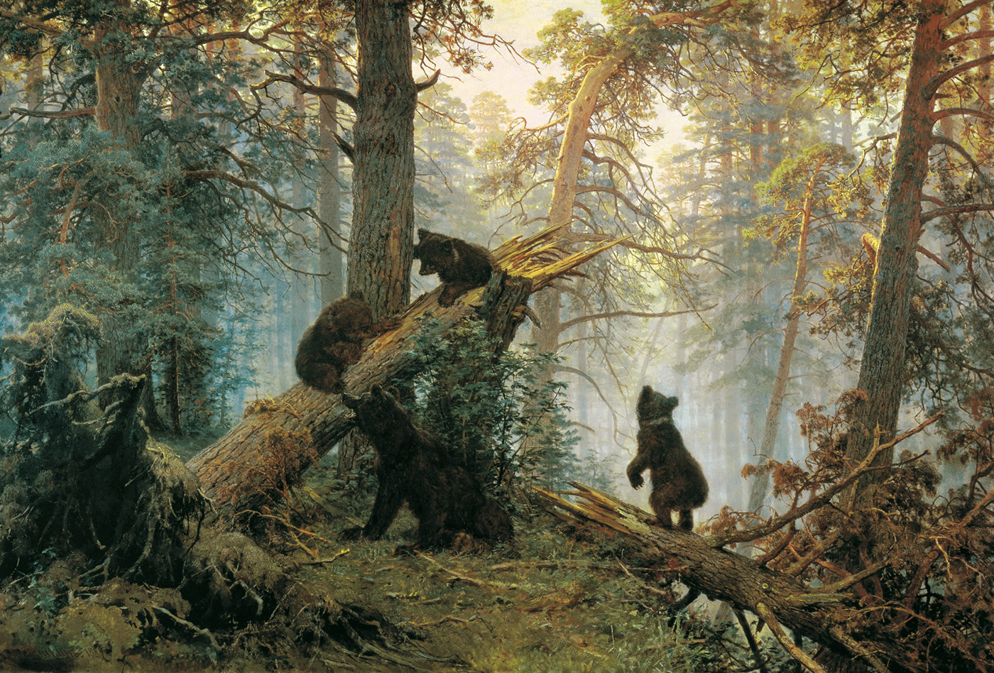 morning in a pine forest